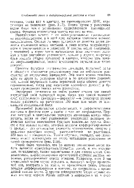 Границы будущих центрального цплипдра, первичной коры и эпидермы становятся различимыми уже па небольшом расстоянии от апикальных инициален. Эти зоны можно отличить друг от друга по размерам клеток и по плоскостям делений; так, клетки внутренних слоев первичной коры обычно делятся периклипально, тогда как плоскости клеточных делении в будущих проводящих тканях менее регулярны.