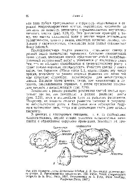 Заложение и раннее развитие различных частей цветка протекают так же, как заложение и раннее развитие листа (рис. 2.21), хотя в дальнейшем пути их развития расходятся. Например, на поздних стадиях развития тычинки в результате интеркалярного роста в базальной зоне образуется будущая тычиночная нить, тогда как дистальная часть дает начало пыльнику.