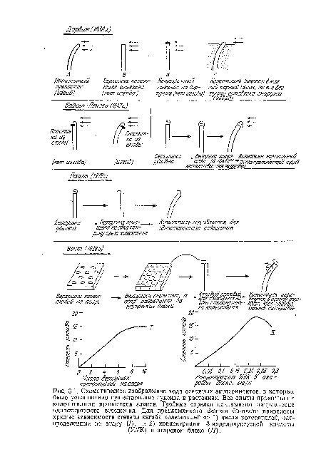 Схематическое изображение хода основных экспериментов, в которых было установлено существование ауксина в растениях. Все опыты проводили с колеоптилями проростков злаков. Тройные стрелки показывают направление одностороннего освещения. Для предложенного Веитом биотеста приведены кривые зависимости степени изгиба колеоптилей от 1) числа колеоптилей, распределенных по агару (/), и 2) концентрации 3-индолилуксусной кислоты (ИУК) в агаровом блоке (II).