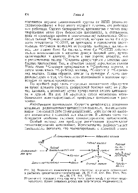 Инактивация цитокининов. Изучение метаболизма экзогенно вводимых радиоактивных цитокининов показало, что их инактивация происходит либо путем разрушения, либо путем образования конъюгатов с глюкозой или аланином. В листьях часто наблюдается особенно активное гликозилирование цитокининов.