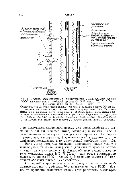 Схема, иллюстрирующая гипотетическую модель влияния аукснпа (ИУК) на связанный с мембраной протонный (Н+) насос. (По P. J. Davis, The Botanical Review, 39, 139—171, 1973.)