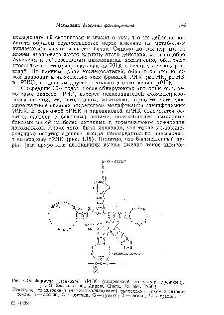 Формула сериновой тРНК (выделенной из клеток дрожжей).