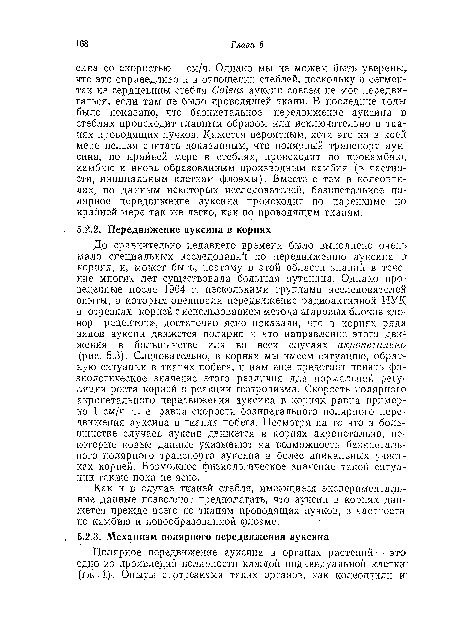 Как и в случае тканей стебля, имеющиеся экспериментальные данные позволяют предполагать, что ауксин в корнях движется прежде всего по тканям проводящих пучков, в частности по камбию и новообразованной флоэме.