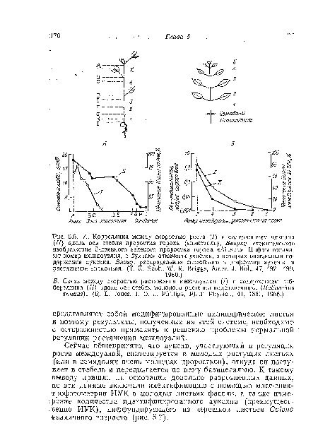 А. Корреляция между скоростью роста (/) и содержанием ауксина (II) вдоль оси стебля проростка гороха (эпикотиль). Вверху