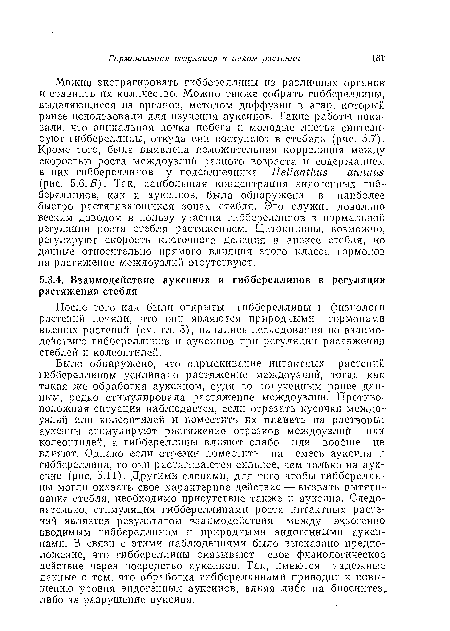 После того как были открыты гиббереллииы и физиологи растений поняли, что они являются природными гормонами высших растений (см. гл. 3), начались исследования по взаимодействию гиббереллинов и ауксинов при регуляции растяжения стеблей и колеоптнлей.