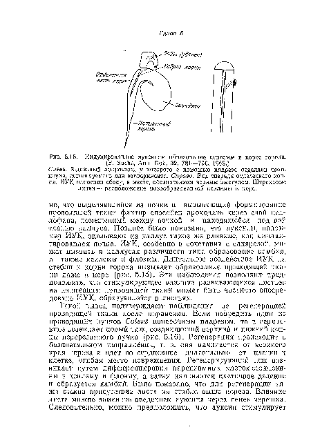 Слева. 3-дневный проросток, у которого с помощью надреза отделяли часть корня, используемого для эксперимента. Справа. Вид спереди отделенного корня, ИУК наносили сбоку, в месте, обозначенном черным выступом. Штриховые линии — расположение новообразованной ксилемы в коре.