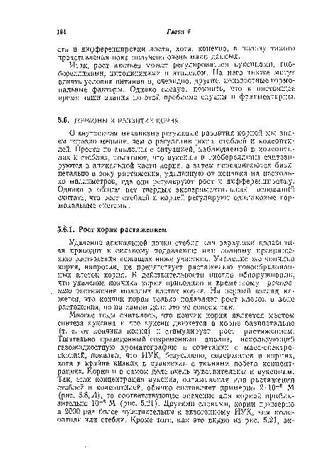 Удаление апикальной почки стебля или верхушки колеопти-ля приводит к сильному подавлению или полному прекращению растяжения лежащих ниже участков. Удаление же копчика корня, напротив, не препятствует растяжению новообразованных клеток корня. В действительности иногда обнаруживали, что удаление кончика корня приводило к временному ускорению растяжения молодых клеток корня. На первый взгляд кажется, что кончик корня только подавляет рост клеток в зоне растяжения, но на самом деле это не совсем так.