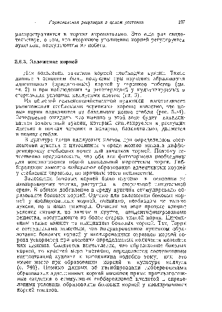 Из обычной сельскохозяйственной практики вегетативного размножения стеблевыми черенками хорошо известно, что новые корни появляются на базальном конце стебля (рис. 5.34). Естественно ожидать, что имеиио в этой зоне будет накапливаться эндогенный ауксин, который синтезируется в, растущих листьях и почках черенка и полярно, базипетальио, движется в тканях стебля.