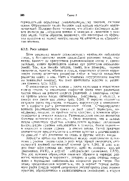 О взаимосвязи роста завязи и роста зародыша и эндосперма можно судить по изменению скоростей роста этих различных частей плода на разных стадиях развития. В некоторых случаях кривая роста плода сигмоидная (например, у яблони), а иногда она имеет две волны (рис. 5.24). У персика изменение скорости роста перикарпа, очевидно, коррелирует с изменениями в скорости роста развивающихся семяи. Стимулирующее влияние развивающихся семян на рост тканей перикарпа, по-видимому, связано, по крайней мере частично, с влиянием образующегося в семенах ауксина. Развивающиеся семена являются богатым источником ауксина, и было показано, что в тканях плода существует градиент концентрации ауксина: наивысшая концентрация ауксина наблюдается в семенах, более низкая — в плаценте и самая низкая — в стенке плода. Такой градиент соответствует представлению о синтезе ауксина в развивающихся семенах и его движении из семян к другим частям плода.