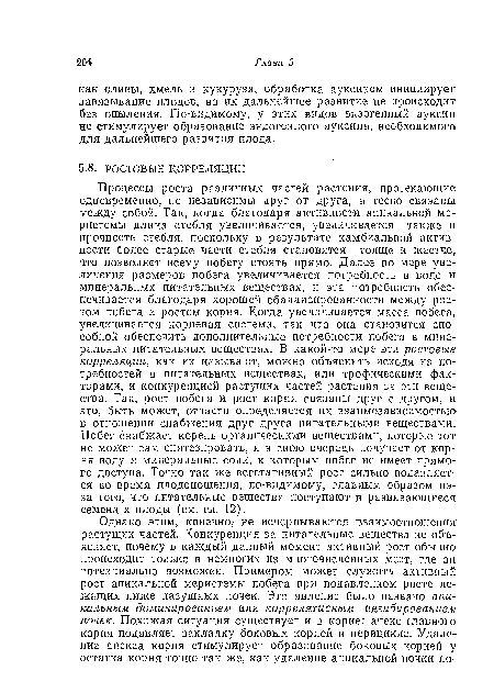 Процессы роста различных частей растения, протекающие одновременно, не независимы друг от друга, а тесно связаны между собой. Так, когда благодаря активности апикальной меристемы длина стебля увеличивается, увеличивается также и прочность стебля, поскольку в результате камбиальной активности более старые части стебля становятся толще и жестче, что позволяет всему побегу стоять прямо. Далее по мере увеличения размеров побега увеличивается потребность в воде и минеральных питательных веществах, и эта потребность обеспечивается благодаря хорошей сбалансированности между ростом побега и ростом корня. Когда увеличивается масса побега, увеличивается корневая система, так что она становится способной обеспечить дополнительные потребности побега в минеральных питательных веществах. В какой-то мере эти ростовые корреляции, как их называют, можно объяснить исходя из потребностей в питательных веществах, или трофическими факторами, и конкуренцией растущих частей растения за эти вещества. Так, рост побега и рост корня связаны друг с другом, и это, быть может, отчасти определяется их взаимозависимостью в отношении снабжения друг друга питательными веществами. Побег снабжает корень органическими веществами, которые тот не может сам синтезировать, и в свою очередь получает от корня воду и минеральные соли, к которым побег не имеет прямого доступа. Точно так же вегетативный рост сильно подавляется во время плодоношения, по-видимому, главным образом из-за того, что питательные вещества поступают в развивающиеся семена и плоды (см. гл. 12).