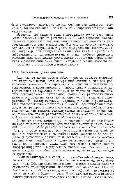 У многих видов доминирование верхушки побега ослабевает по мере старения растения. Это хорошо заметно у таких растений, как явор (Acer pseudo plat anus) или ясень (Fraxinus excelsior), у которых в первые годы интенсивно растет основной побег, а в последующие годы наблюдается усиленное ветвление. Даже у однолетних травянистых растений апикальное доминирование часто ослабевает к концу вегетационного периода, а у тех видов, у которых апикальная меристема в конце концов дифференцируется в верхушечный цветок, это превращение часто совпадает с освобождением боковых почек от коррелятивного торможения.