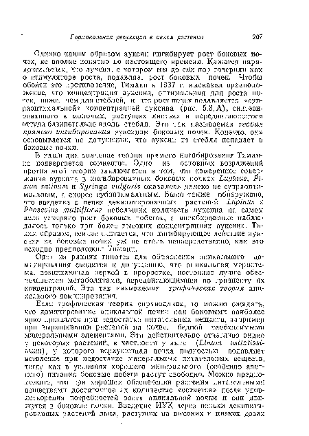 Однако каким образом ауксин ингибирует рост боковых почек, не вполне понятно до настоящего времени. Кажется парадоксальным, что ауксин, о котором мы до сих пор говорили как о стимуляторе роста, подавляет рост боковых почек. Чтобы обойти это противоречие, Тим айн в 1937 г. высказал предположение, что концентрация ауксина, оптимальная для роста почек, ниже, чем для стеблей, и что рост почек подавляется «суп-раоптимальной» концентрацией ауксина (рис. 5.8,А), синтезированного в молодых, растущих листьях и передвигающегося оттуда базипетально вдоль стебля. Это так называемая теооия прямого ингибирования ауксином боковых почек. Конечно, она основывается на допущении, что ауксин из стебля попадает в боковые почки.