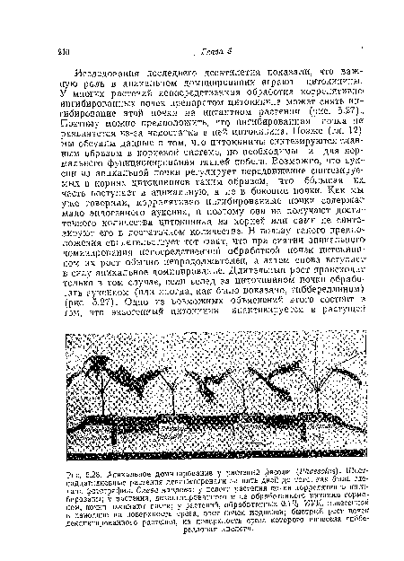 Апикальное доминирование у растений фасоли (Р1гавео1и&). Шестнадцати дневные растения декапитировали за пять дней до того, как была сделана фотография. Слева направо