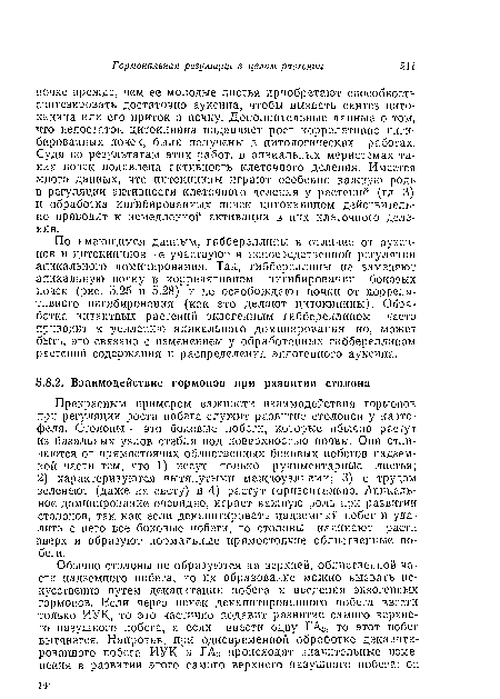 Прекрасным примером важности взаимодействия гормонов при регуляции роста побега служит развитие столонов у картофеля. Столоны — это боковые побеги, которые обычно растут из базальных узлов стебля под поверхностью почвы. Они отличаются от прямостоячих облиственных боковых побегов надземной части тем, что 1) несут только рудиментарные листья; 2) характеризуются вытянутыми междоузлиями; 3) с трудом зеленеют (даже на свету) и 4) растут горизонтально. Апикальное доминирование очевидно, играет важную роль при развитии столонов, так как если декапитировать надземный побег и удалить с него все боковые побеги, то столоны начинают расти вверх и образуют нормальные прямостоячие облиственные побеги.