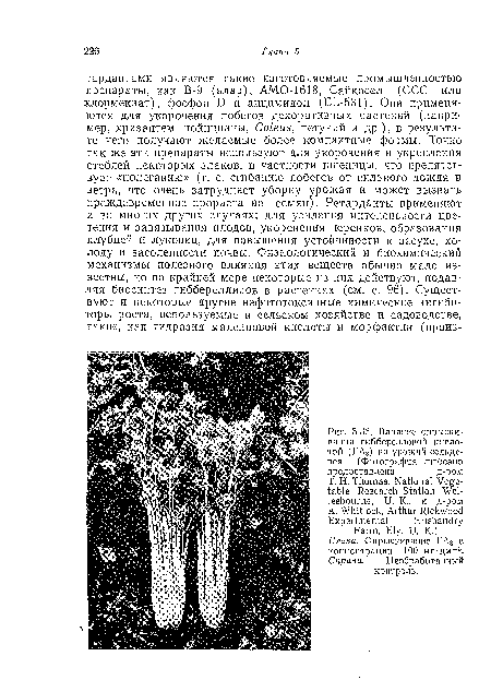 Влияние опрыскивания гибберелловой кислотой (ГА3) па урожай сельдерея. (Фотография любезно предоставлена	д-ром