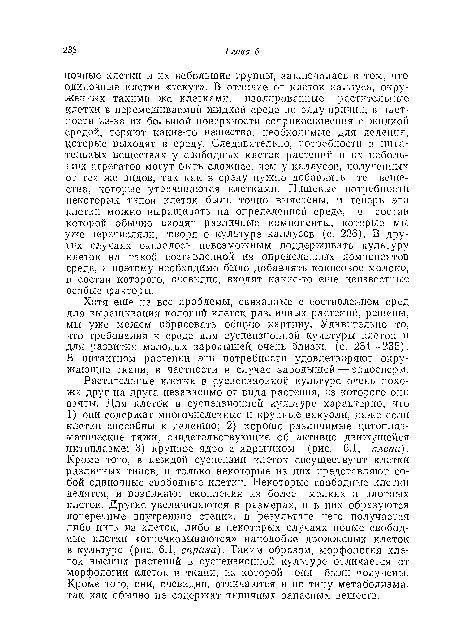 Растительные клетки в суспензионной культуре очень похожи друг на друга независимо от вида растения, из которого они взяты. Для клеток в суспензионной культуре характерно, что 1) они содержат многочисленные и крупные вакуоли, даже если клетки способны к делению; 2) хорошо различимые цитоплазматические тяжи, свидетельствующие об активно движущейся цитоплазме; 3) крупное ядро с ядрышком (рис. 6.1, слева). Кроме того, в каждой суспензии клеток сосуществуют клетки различных типов, и только некоторые из них представляют собой одиночные свободные клетки. Некоторые свободные клетки делятся, и возникают скопления из более мелких и плотпых клеток. Другие увеличиваются в размерах, и в них образуются поперечные внутренние стенки, в результате чего получается либо нить из клеток, либо в некоторых случаях новые свободные клетки «отпочковываются» наподобие дрожжевых клеток в культуре (рис. 6.1, справа). Таким образом, морфология клеток высших растений в суспензионной культуре отличается от морфологии клеток в ткани, из которой они были получены. Кроме того, они, очевидно, отличаются и по типу метаболизма, так как обычно не содержат типичных запасных веществ.