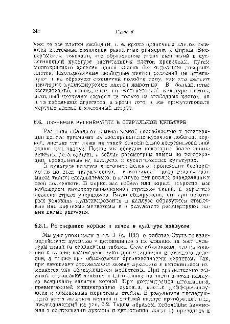 В культуре каллуса клеточное деление происходит беспорядочно во всех направлениях, и возникает неорганизованная масса ткани; следовательно, в каллусе нет вполне определенных осей полярности. В меристеме побега или корня, напротив, мы наблюдаем высокоорганизованное строение ткани, и характер деления строго упорядочен. Было обнаружено, что при некоторых условиях культивирования в каллусе образуются стеблевые или корневые меристемы и в результате регенерируют новые целые растения.