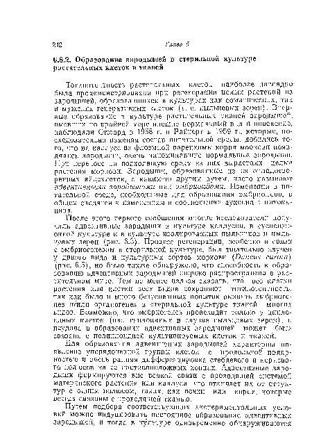 После этого первого сообщения многие исследователи получали адвентивные зародыши в культуре каллусов, в суспензионной культуре и в культуре изолированных пыльников и пыльцевых зерен (рис. б.З). Процесс регенерации, особенно в связи с эмбриогенезом в стерильной культуре, был тщательно изучен у дикого вида и культурных сортов моркови (Daucus carota) (рис. 6.5), но было также обнаружено, что способность к образованию адвентивных зародышей широко распространена в растительном мире. Тем не менее нельзя сказать, что все клетки растения или клетки всех видов сохраняют тотипотентность, так как было и много безуспешных попыток вызвать эмбриогенез и/или органогенез в стерильной культуре тканей многих видов. Возможно, что эмбриогенез происходит только у диплоидных клеток (или гаплоидных в случае пыльцевых зерен), и неудача в образовании адвентивных зародышей может быть связана с полиплоидией культивируемых клеток и тканей.