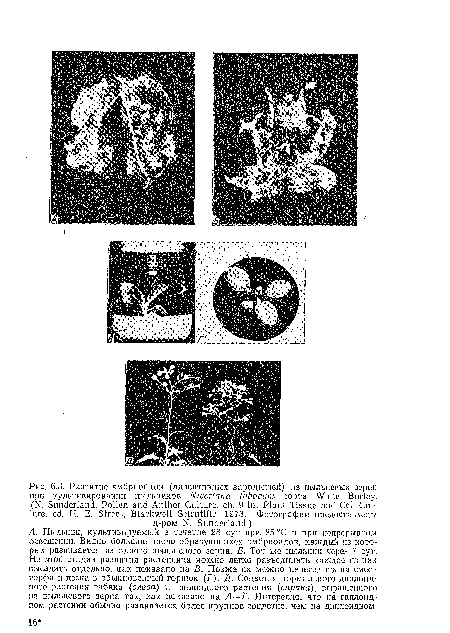 А. Пыльник, культивируемый в течение 28 сут при. 25 °С и при непрерывном освещении. Видно большое число образующихся эмбрноидов, каждый из которых развивается из одного пыльцевого зерна. Б. Тот же пыльник через 7 сут. На этой стадии развития растеньица можно легко разъединить каждое из них высадить отдельно, как показано на В. Позже их можно пересадить па смесь торфа и песка в обыкновенный горшок (Г). Д. Соцветия нормального диплоидного растения табака (слева) и гаплоидного растения (справа), выращенного из пыльцевого зерна так, как показано на А—Г. Интересно, что па гаплоидном растении обычно развивается более крупное соцветие, чем на диплоидиом.