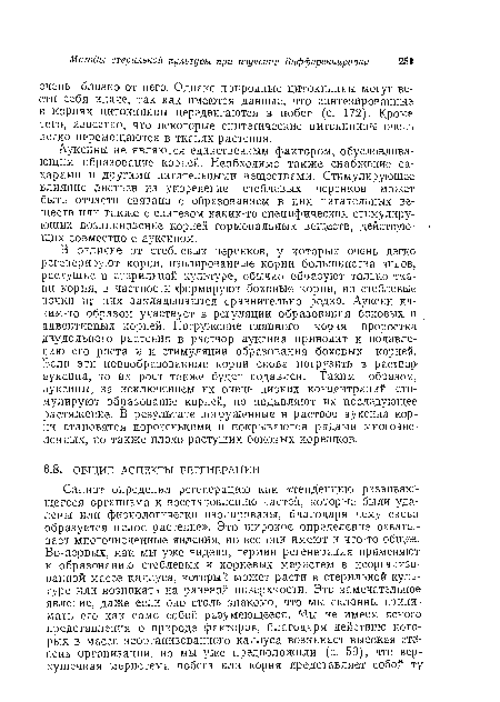 В отличие от стеблевых черенков, у которых очень легко регенерируют корпи, изолированные корни большинства видов, растущие в стерильной культуре, обычно образуют только ткани корня, в частности формируют боковые корни, но стеблевые почки на них закладываются сравнительно редко. Ауксин каким-то образом участвует в регуляции образования боковых и адвентивных корней. Погружение главного корня проростка двудольного растения в раствор ауксина приводит к подавлению его роста и к стимуляции образования боковых корней. Если эти новообразованные корни снова погрузить в раствор-ауксина, то их рост также будет подавлен. Таким образом, ауксины, за исключением их очень низких концентраций, стимулируют образование корней, но подавляют их последующее растяжение. В результате погруженные в раствор ауксина корпи становятся коротенькими и покрываются рядами многочисленных, но также плохо растущих боковых корешков.