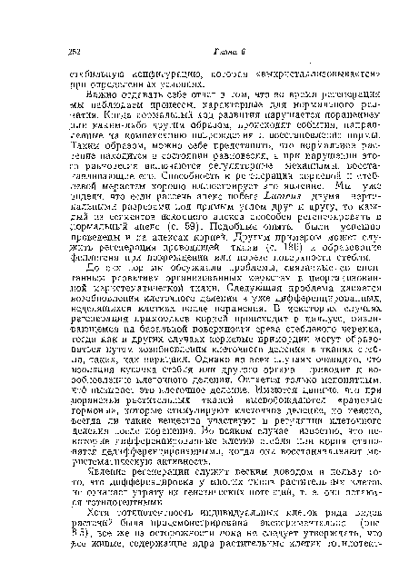 Важно отдавать себе отчет в том, что во время регенерации мы наблюдаем процессы, характерные для нормального развития. Когда нормальный ход развития нарушается поранением или каким-либо другим образом, происходят события, направленные на компенсацию повреждения и восстановление нормы. Таким образом, можно себе представить, что нормальное растение находится в состоянии равновесия, а при нарушении этого равновесия включаются регуляторные механизмы, восстанавливающие его. Способность к регенерации корневой и стеблевой меристем хорошо иллюстрирует это явление. Мы уже видели, что если рассечь апекс побега Лиртия двумя вертикальными разрезами под прямым углом друг к другу, то каждый из сегментов исходного апекса способен регенерировать в ■нормальный апекс (с. 59). Подобные опыты были успешно проведены и на апексах корней. Другим примером может служить регенерация проводящей ткани (с. 186) и образование феллогена при повреждении или порезе поверхности стебля.