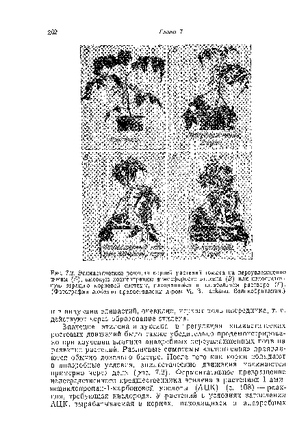 Эпинастические реакции корней растений томата па переувлажнение почвы (В), высокую концентрацию атмосферного этилена (В) или недостаточную аэрацию корневой системы, находящейся в питательном растворе (Г). (Фотографии любезно предоставлены д-ром М. В. Jackson, Великобритания.)