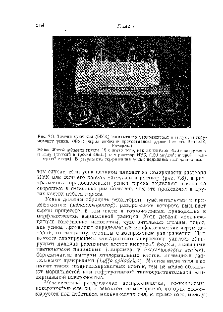 Замена ауксином (ИУК) контактного раздражителя в индукции скручивания усика. (Фотография любезно предоставлена д-ром Leonora Reinhold,