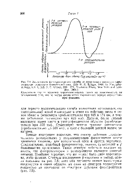 Точные измерения показали, что спектр действия положительного фототропизма у спораигиеносцев фикомицетов почти идентичен таковому для колеоптилей овса и других зерновых. Следовательно, подобный фоторецептор, видимо, существует и у большинства организмов. Такие спектры действия наводят на мысль, что фоторецептором в фототропизме является желтый пигмент. Наиболее вероятно, что им может быть либо каротиио-ид, либо флавин. Спектры поглощения (З-каротииа и рибофлавина показаны на рис. 7.6; хотя оба пигмента имеют максимумы поглощения в синей области, ни один из спектров поглощения полностью не совпадает со спектром действия фототропизма (рис. 7.5).