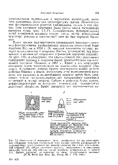 Оригинальный эксперимент Beirr а, показавший, что при одностороннем освещении верхушек колеоптилей овса больше ауксина диффундирует в агаровый блок, расположенный под теневой стороной, чем в блок под освещенной стороной (Б). Общее количество ауксина, поступавшего из освещенных верхушек, было на 16% меньше, чем из верхушек, содержавшихся в темноте (Л). Данное различие, по-видимому, пе имеет существенного значения.