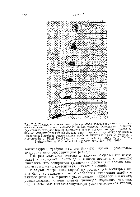 Где располагаются статоциты (клетки, содержащие стато-л«ты) в растении? Вплоть до недавнего времени в основном считалось, что восприятие гравитации происходит только апикальными зонами колеоптилей, побегов и корней.