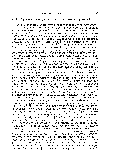 Общий характер растяжения гравитропически индуцированных корней, по-видимому, варьирует в зависимости от вида и экспериментальных условий. Кроме того, в отличие от гравитропизма побегов, где определенный тип дифференциального роста устанавливается после восприятия гравитационного раздражения и этот же тип роста сохраняется в период ответной реакции, при гравитропизме корней типы дифференциального роста со временем изменяются. Например, вначале может наблюдаться замедление роста нижней стороны и ускорение роста верхней, но позднее скорость удлинения верхней стороны может снизиться до уровня даже более низкого, чем до помещения корня в горизонтальное положение. Было обнаружено, что у ряда видов изменение ориентации из вертикальной в горизонтальную вызывает снижение общей скорости роста растяжением. Вплоть до недавнего времени общие представления о механизме передачи раздражения при гравитропизме корней основывались на механизме, предложенном Холодным и Вентом в 20-х годах для фототропизма и гравитропизма колеоптилей. Иными словами, -считалось, что ауксин, синтезирующийся или высвобождающийся в апексе корня, подлежал латеральному перемещению книжной стороне органа. Поскольку удлинение корня подавляется .значительно меньшими концентрациями ауксина, чем удлинение колеоптиля или стебля (гл. 5), представлялось, что концентрация ауксина на нижней стороне горизонтально помещенного корня увеличивается до супраоптималы-юй и, следовательно, подавляет рост чувствительных к ауксину тканей корня. Согласно этой теории, верхняя сторона горизонтально помещенного ортогравитропического корня должна содержать близкий к оптимальному уровень ауксина и поэтому расти быстрее, чем ингибируемая нижняя сторона, вследствие чего образуется положительный изгиб корня. Однако существующие разногласия по вопросу о возможной роли ауксина в росте корней растяжением и вопросу о том, синтезируется ли вообще ауксин в кончиках корней (гл. 5), означают, что гравитропизм корней нельзя объяснить действием ауксина. Тем не менее вопрос остается открытым, поскольку существуют экспериментальные данные, показывающие, что латеральное перемещение ауксина вниз может происходить у гравитропически индуцированных корней.