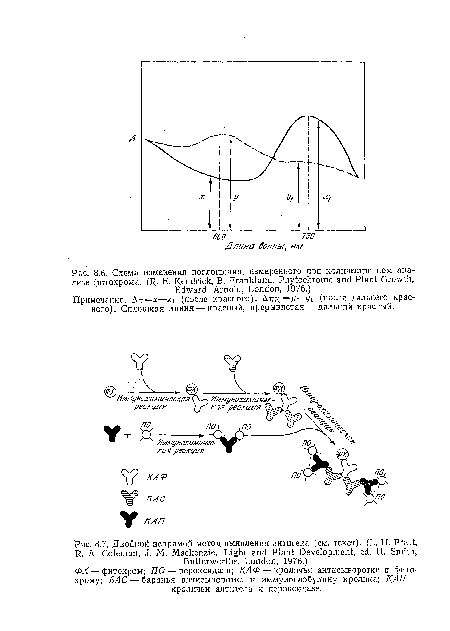 Примечание: AK=x—Xi (после красного), Адк. =y—i/i (после дальнего красного). Сплошная линия —красный, прерывистая —дальний красный.