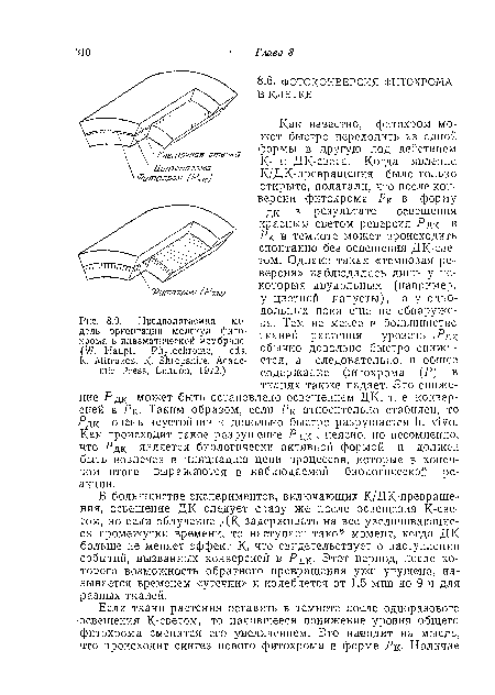 В большинстве экспериментов, включающих К/ДК-превращения, освещение ДК следует сразу же после освещения К-све-том, но если облучение ДК задерживать на все увеличивающиеся промежутки времени, то наступает такой момент, когда ДК больше не меняет эффект К, что свидетельствует о наступлении событий, вызванных конверсией в Рдк- Этот период, после которого возможность обратного превращения уже упущена, называется временем «утечки» и колеблется от 1,5 мин до 9 ч для разных тканей.