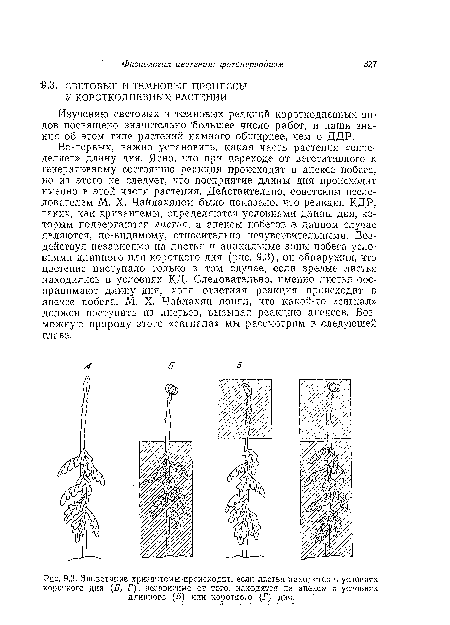 Зацветание хризантемы Происходит, если листья находятся в условиях короткого дня (Б, Г), независимо от того, находятся ли апексы в условиях длинного (5) или.короткого (Г) дня. "