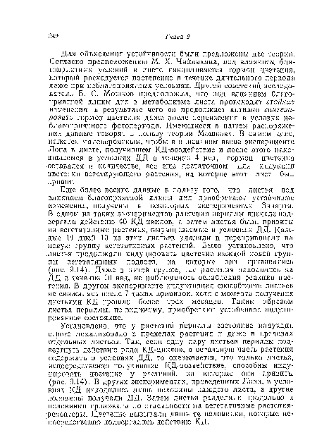 Для объяснения устойчивости были предложены две теории. Согласно предположению М. X. Чайлахяна, под влиянием благоприятных условий в листе накапливается гормон цветения, который расходуется постепенно в течение длительного периода даже при неблагоприятных условиях. Другой советский исследователь Б. С. Мошков предположил, что под влиянием благоприятной длины дня в метаболизме листа происходят стойкие изменения, в результате чего он продолжает активно синтезировать гормон цветения даже после перенесения в условия неблагоприятного фотопериода. Имеющиеся в нашем распоряжении данные говорят в пользу теории Мошкова. В самом деле, кажется маловероятным, чтобы в описанном выше эксперименте Лона в листе, получившем КД- ВОЗдействие и после этого находившемся в условиях ДД в течение 4 нед, гормон цветения ■оставался в количестве, все еще достаточном для индукции цветения вегетирующего растения, на которое этот лист был привит.