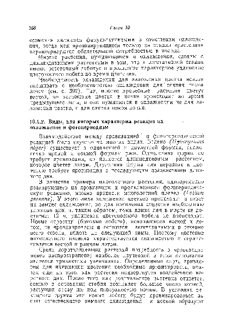 Многие растения, нуждающиеся в охлаждении, сходны с длиннодневными растениями в том, что в вегетативной стадии имеют розеточный габитус и проявляют характерное удлинение цветоносного побега во время цветения.