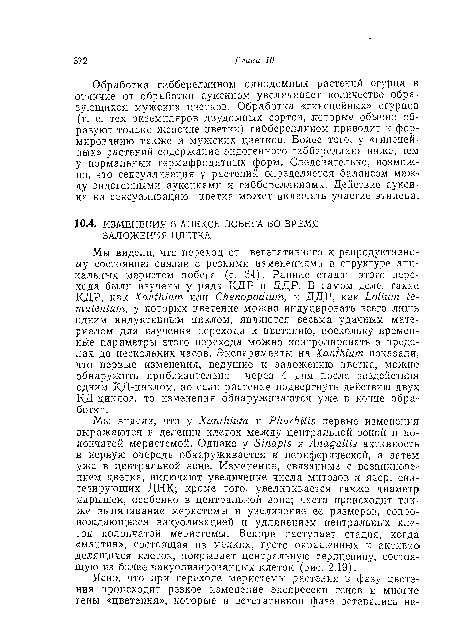 Мы видели, что у ХапШит и РНагЬШэ первые изменения выражаются в делении клеток между центральной зоной и колончатой меристемой. Однако у 8тар1з и Anagallis активность в первую очередь обнаруживается в периферической, а затем уже в центральной зоне. Изменения, связанные с возникновением цветка, включают увеличение числа митозов и яо,ер, синтезирующих ДНК; кроме того, увеличивается также диаметр ядрышек, особенно в центральной зоне; часто происходит также выпячивание меристемы и увеличение ее размеров, сопровождающееся вакуолизацией и удлинением центральных клеток колончатой меристемы. Вскоре наступает стадия, когда «мантия», состоящая из мелких, густо окрашенных и активно делящихся клеток, покрывает центральную сердцевину, состоящую из более вакуолизированных клеток (рис. 2.19).