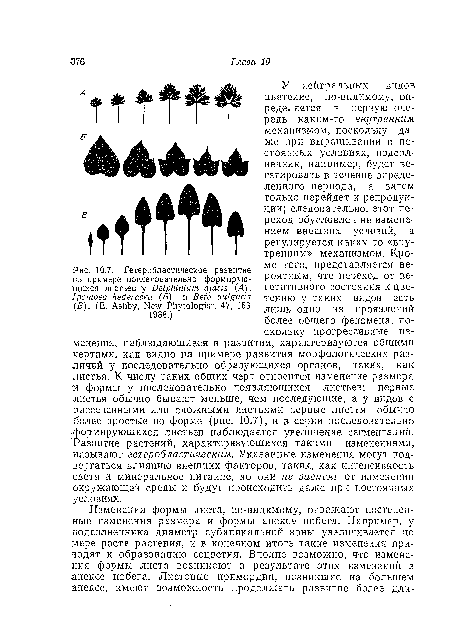 У нейтральных видов цветение, по-видимому, определяется в первую очередь каким-то внутренним механизмом, поскольку даже при выращивании в постоянных условиях, подсолнечник, например, будет вегетировать в течение определенного периода, а затем только перейдет к репродукции; следователы-ю, этот переход обусловлен не изменением внешних условий, а регулируется каким-то «внутренним» механизмом. Кроме того, представляется вероятным, что переход от вегетативного состояния к цветению у таких видов есть лишь одно из проявлений более общего феномена, поскольку прогрессивные изменения, наблюдающиеся в развитии, характеризуются общими чертами, как видно на примере развития морфологических различий у последовательно образующихся органов, таких, как листья. К числу таких общих черт относится изменение размера •и формы у последовательно появляющихся листьев; первые листья обычно бывают меньше, чем последующие, а у видов с •рассеченными или сложными листьями первые листья обычно более простые по форме (рис. 10.7), и в серии последовательно формирующихся листьев наблюдается увеличение сегментаций. Развитие растений, характеризующихся такими изменениями, называют гетеробластическим. Указанные изменения могут подвергаться влиянию внешних факторов, таких, как интенсивность ■света и, минеральное питание, но они не зависят от изменений ■окружающей среды и будут происходить даже при постоянных условиях.