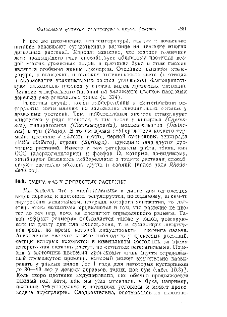 И все же несомненно, что температура, осадки и почвенное питание оказывают существенное влияние на цветение многих древесных растений. Хорошо известно, что жаркое солнечное лето предыдущего года способствует обильному цветению весной многих древесных видов, и цветение бука в этом смысле является особенно ярким примером. Очевидно, высокая температура, а возможно, и высокая интенсивность света (а отсюда и образование значительного запаса углеводов) благоприятствуют заложению цветков у многих видов древесных растении. Влияние минерального п птаиня на заложение цветков плодовых деревьев уже отмечалось ранее (с. 374).