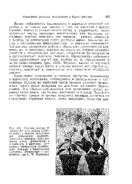 Черепки, взятые от «взрослой» части плюща (Hederá helix), в течение нескольких лет продолжают сохранять «взрослые» признаки, такие, как форма листа, филлотаксис и способность к цветению, хотя высокие температуры способствуют возврату к ювенильному состоянию. (Напечатано с разрешения д-ра L. W. Robinson.)