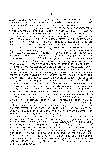 Только что заложившаяся почка может быть индуцирована к росту различными обработками, включая дефолиацию, как искусственную, так и происшедшую в результате нападения насекомых. Следовательно, на данной стадии сами по себе терминальные почки не обладают внутренним покоем, но их рост, по-видимому, ингибируется зрелыми листьями побега. Латеральные почки также могут ингибироваться листьями или главной апикальной зоной активно растущих побегов, и, таким образом, их рост в большей степени сдерживается коррелятивным ингибированием, а не внутренним покоем. Эта стадия развития почки называется летним покоем или предпокоем. Позднее у многих видов почки входят в состояние, называемое глубоким покоем, зимним покоем, или перерывом. После вхождения почек в это состояние они уже не способны к росту при дефолиации побегов, т. е. находятся теперь в состоянии внутреннего покоя, и их рост сдерживается не просто внешними условиями или ингибиторным влиянием в пределах самого растения, как это было в случае предпокоя.