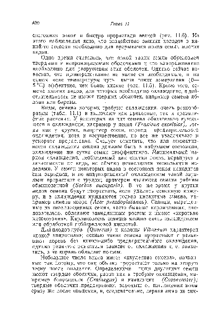 Виды, семена которых требуют охлаждения, очень разнообразны (табл. 11.1) и включают как древесные, так и травянистые растения. У некоторых из них семена обязательно Нуждаются в охлаждении, например у ясеня (Fraxinus excelsior), тогда как у других, например сосен, период предварительного охлаждения, хотя и несущественно, но все же увеличивает и ускоряет прорастание. Следует отметить, что для эффективности охлаждения семена должны быть в набухшем состоянии, охлаждение же сухих семян неэффективно. Минимальный период охлаждения, необходимый для снятия покоя, варьирует в ‘зависимости от вида, но обычно исчисляется несколькими неделями. У семян некоторых видов в состоянии покоя находится сам зародыш, и не индуцированный охлаждением такой зародыш прорастает с трудом; примером являются семена рябины обыкновенной (Sorbus aucuparia). В то же время у других видов семена будут прорастать, если удалить семенную кожуру, и в охлаждении нуждаются только интактные семена, например семена явора (Acer pseudoplatanus). Сеянцы, выращенные из неохлажденных семян, часто бывают карликовыми, следовательно, обладают замедленным ростом и имеют «короткие междоузлия». Карликовость сеянцев можно снять охлаждением или обработкой гибберелловой кислотой.