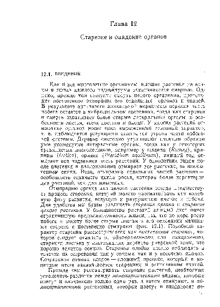 Отмиранию органа или целого растения всегда предшествует процесс старения, который можно рассматривать как конечную фазу развития, ведущую к разрушению клеток и гибели. Для удобства мы будем различать старение органа и старение целого растения. У большинства растений каждый лист имеет ограниченную продолжительность жизни, так что по мере роста побега в высоту более старые листья в его основании начинают стареть и постепенно отмирают (рис. 12.1). Подобный характер старения рассматривается как постепенное старение, которое следует отличать от одновременного, или синхронного, старения листьев у листопадных деревьев умеренной зоны, что хорошо заметно осенью. Старение плодов можно наблюдать в течение их созревания как у сочных, так и у иесочных плодов. Созревание сочных плодов — сложный процесс, который в конечном итоге заканчивается старением и загниванием тканей.