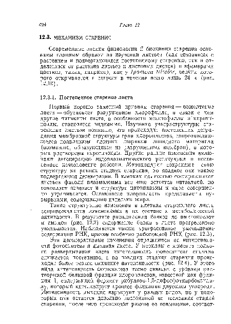 Такие структурные изменения в клетках стареющего листа сопровождаются изменениями в их составе и метаболической активности. В результате расщепления белков до аминокислот и амидов (рис. 12.2) содержание белка в листе прогрессивно-уменьшается. Наблюдается также прогрессивное уменьшение содержания РНК, причем особенно рибосомной РНК (рис. 12.3).