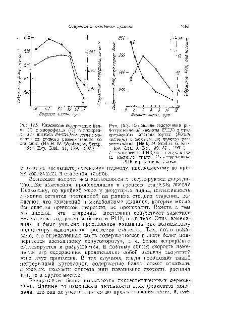 Возникает вопрос: чем вызываются и регулируются деграда-циоиные изменения, происходящие в процессе старения листа? Поскольку, по крайней мере у некоторых видов, интенсивность дыхания остается постоянной”иа ранних стадиях старения, полагают, что изменений в метаболизме дыхания, которые могли бы явиться причиной старения, не происходит. Вместе с тем мы видели, что старению постоянно сопутствует заметное уменьшение содержания белка и РНК в листьях. Этим изменениям и было уделено пристальное внимание как возможному индикатору «ключевых» процессов старения. Так, было показано, что определенная часть содержащегося в листе белка подвергается постоянному «круговороту», т. е. белок непрерывно синтезируется и разрушается, и поэтому общая скорость изменения его содержания представляет собой разницу скоростей •этих двух процессов. В тех случаях, когда происходит такой непрерывный круговорот, содержание белка может отражать снижение скорости синтеза или повышение скорости распада или то и другое вместе.