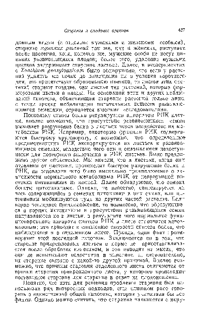 Поскольку синтез белка регулируется аппаратом РНК клетки, вполне возможно, что присутствие развивающихся семян вызывает разрушение белка в листьях через воздействие на метаболизм РНК- Например, некоторые фракции РНК подвергаются быстрому круговороту, и возможно, что определенные предшественники РНК экспортируются из листьев к развивающимся семенам, вследствие чего они и оказываются недоступными для повторного включения в РНК листьев. Было предложено другое объяснение. Мы видели, что в листьях, когда они отделены от растения, происходит быстрое разрушение белка и РНК, на основании чего было высказано предположение о зависимости нормального метаболизма РНК от непрерывной поставки цитокииинов из корней. Далее обнаружено, что семена богаты цитокининами. Однако, не известно, синтезируется ли весь содержащийся в семенах цитокинин в них самих, или цн-токинины мобилизуются туда из других частей растения. Если верно последнее предположение, то возможно, что образующиеся в корнях цитокинины в присутствии развивающихся семян, направляются не в листья, в результате чего нормальное функционирование аппарата синтеза РНК в листе становится невозможным; это приводит к снижению скорости синтеза белка, что наблюдается и в отделенном листе. Правда, один факт противоречит этой последней гипотезе. Заключается он в том, что старение прикрепленных листьев в норме не приостанавливается после обработки кинетином, и это наводит на мысль, что они не испытывают недостатка в кииетине, и, следовательно, их старение связано с какой-то другой причиной. Вполне возможно, что причины старения отделенного листа отличаются от причин старения прикрепленного листа, у которого происходит постепенное старение или старение в ответ на плодоношение.