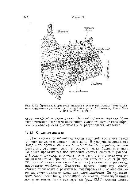 Продольный срез зоны старения в основании черешка листа типичного двудольного растения. (J. Torrey, Development in Flowering Plans, Macmillan, New York, 1967.)