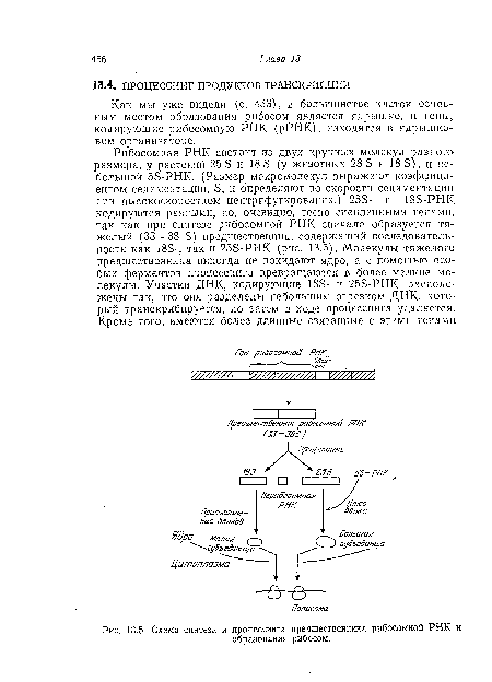 Схема синтеза и процессинга предшественника рибосомной РНК и