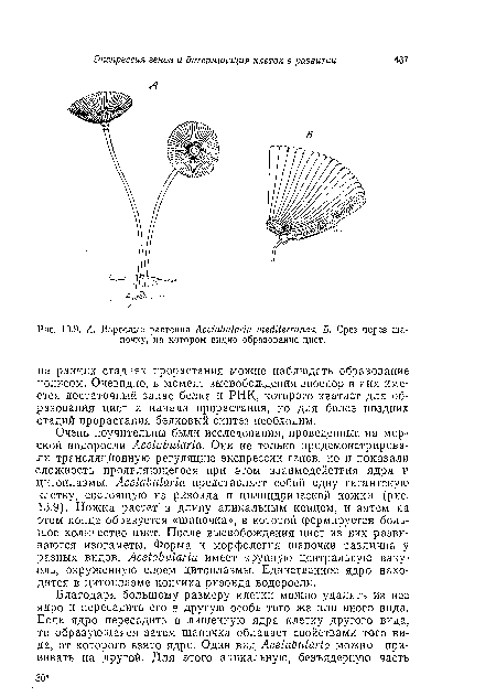 Очень поучительны были исследования, проведенные на морской водоросли Acetabularia. Они не только продемонстрировали трансляцйониую регуляцию экспрессии генов, но и показали сложность проявляющегося при этом взаимодействия ядра и цитоплазмы. Acetabularia представляет собой одну гигантскую клетку, состоящую из ризоида и цилиндрической ножки (рис. 13.9). Ножка растет в длину апикальным концом, и затем на этом конце образуется «шапочка», в которой формируется большое количество цист. После высвобождения цист из них развиваются изогаметы. Форма и морфология шапочки различна у разных видов. Acetabularia имеет крупную центральную вакуоль, окруженную слоем цитоплазмы. Единственное ядро находится в цитоплазме кончика ризоида водоросли.