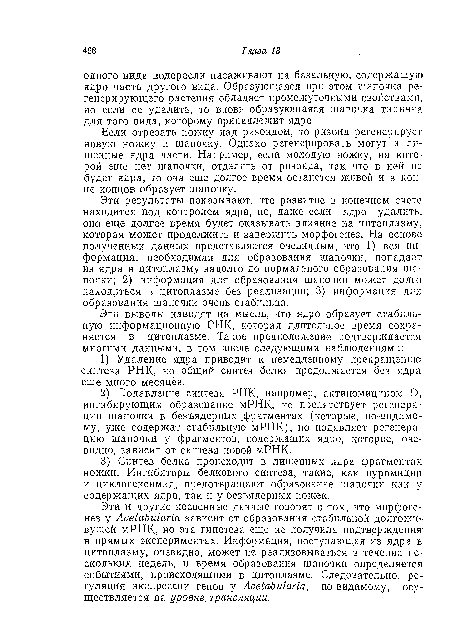 Эти результаты показывают, что развитие в конечном счете находится под контролем ядра, но, даже если ядро удалить, оно еще долгое время будет оказывать влияние на цитоплазму, которая может продолжить и завершить морфогенез. На основе полученных данных представляется очевидным, что 1) вся информация, необходимая для образования шапочки, попадает из ядра в цитоплазму задолго до нормального образования шапочки; 2) информация для образования шапочки может долго находиться в цитоплазме без реализации; 3) информация для образования шапочки очень стабильна.